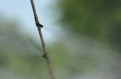 Sistema Mist